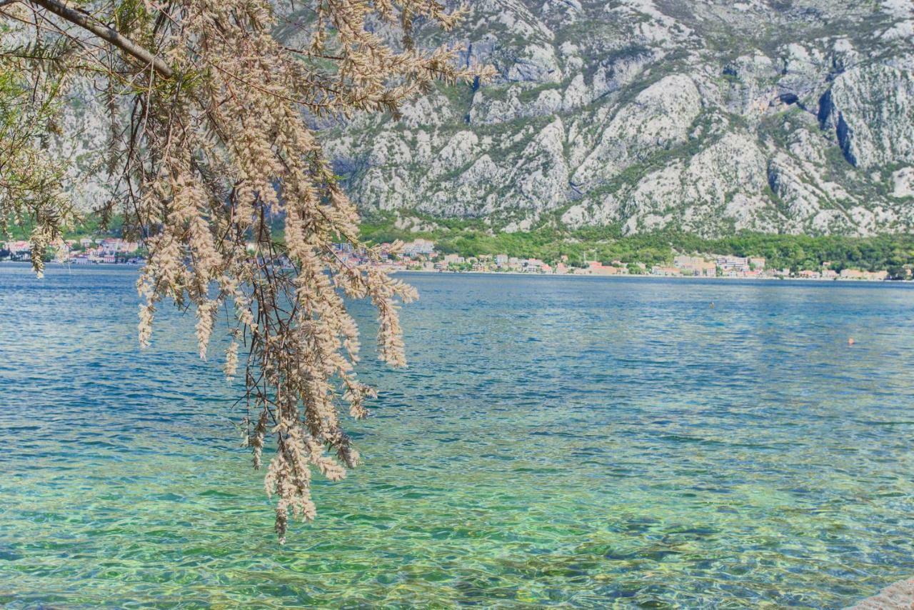 Apartments Ivanović Kotor Buitenkant foto